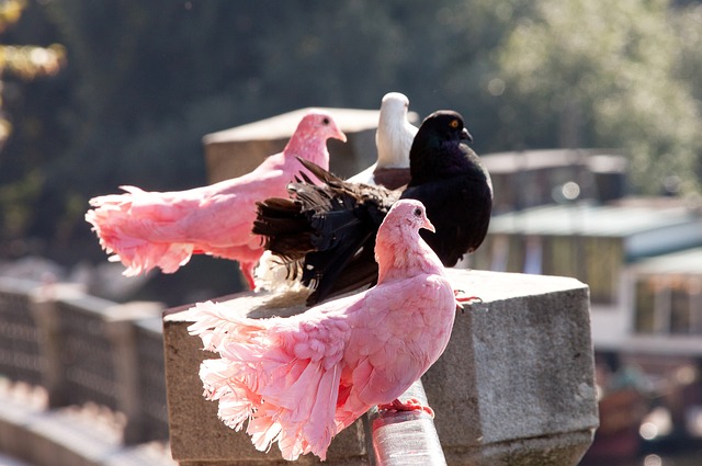 主教练的更 主教练的更