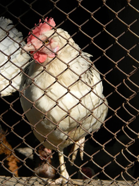 決賽首回合 決賽首回合